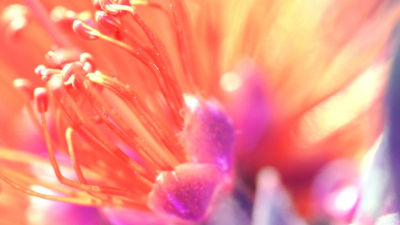 Ausbildung Energetische Aufrichtung